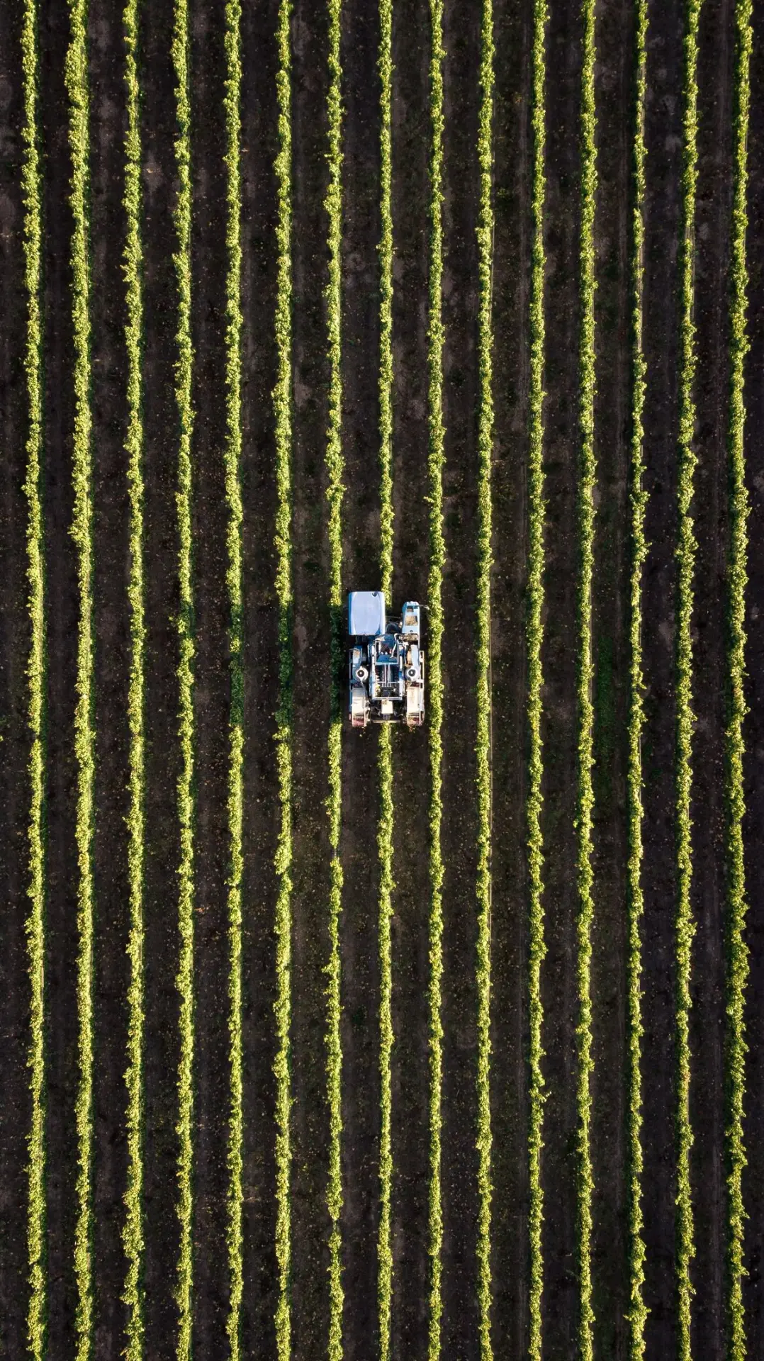 Filari coltivati e trattore al lavoro nei terreni dell'azienda agricola di Villa Sant'Erasmo